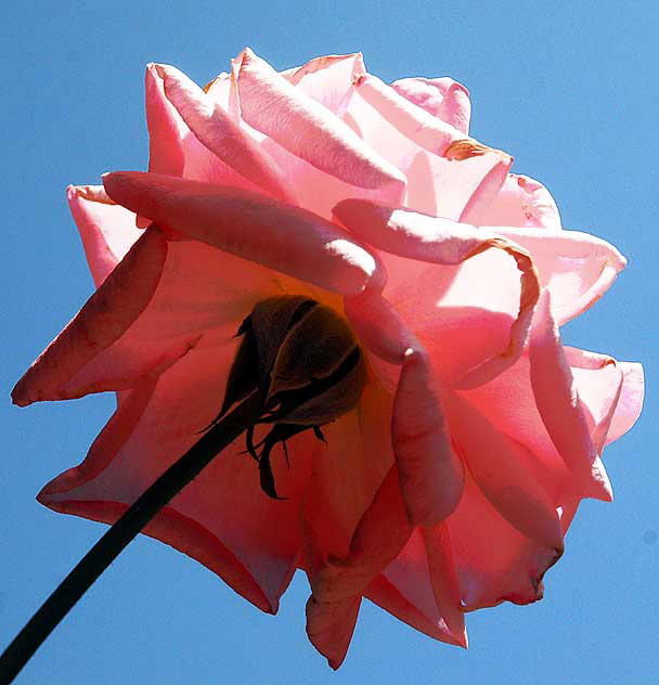 Backlit Rose