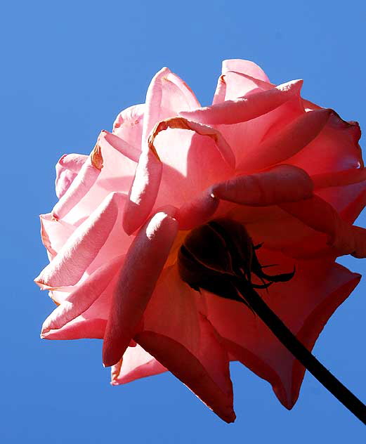 Backlit Rose