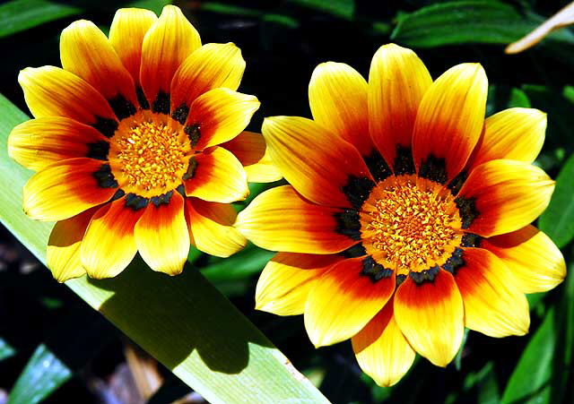 Shasta Daisies