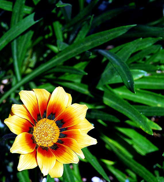 Shasta Daisy