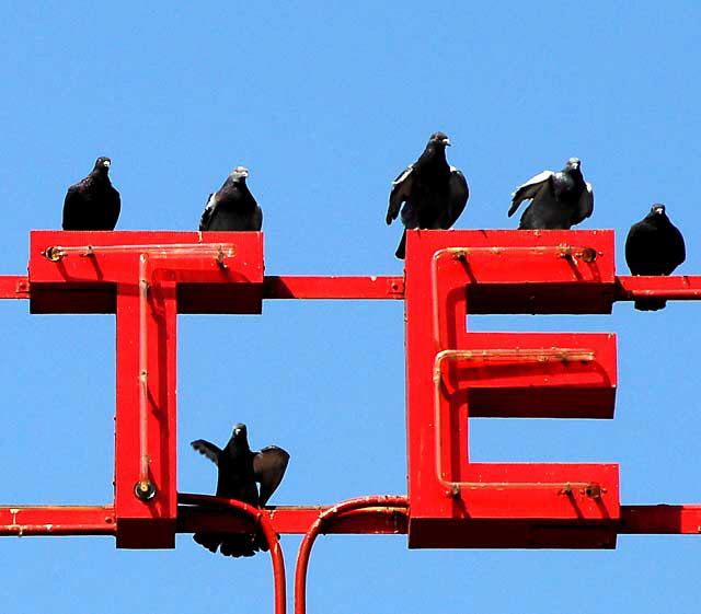 Pigeons, Las Palmas Hotel, Hollywood