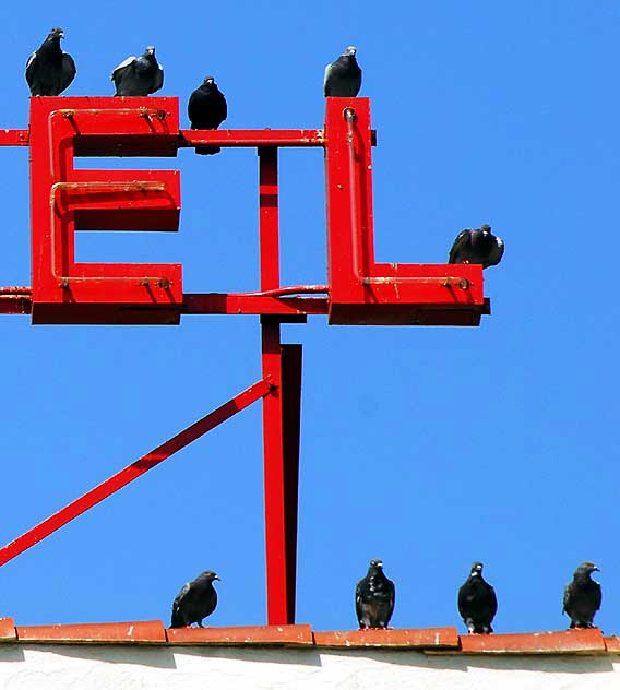 Pigeons, Las Palmas Hotel, Hollywood