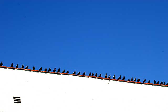 Pigeons, Las Palmas Hotel, Hollywood