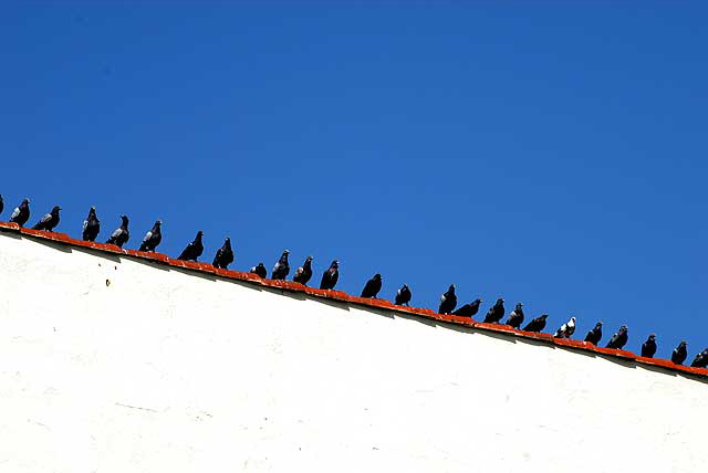 Pigeons, Las Palmas Hotel, Hollywood