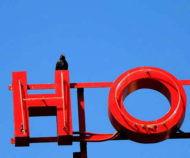 Pigeons, Las Palmas Hotel, Hollywood