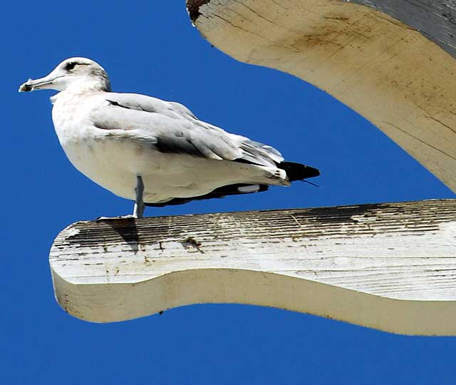 Gull on wooden beam, Ocean Front Walk in Venice Beach