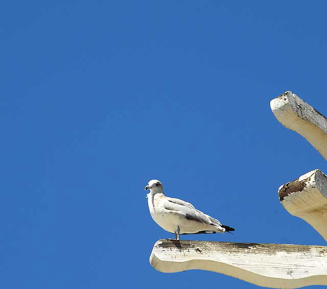 Gull on wooden beam, Ocean Front Walk in Venice Beach