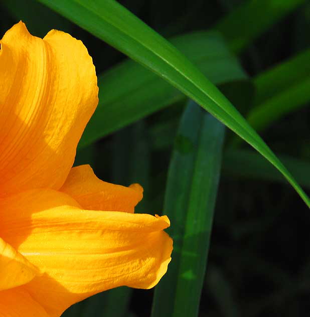 Yellow Daylily