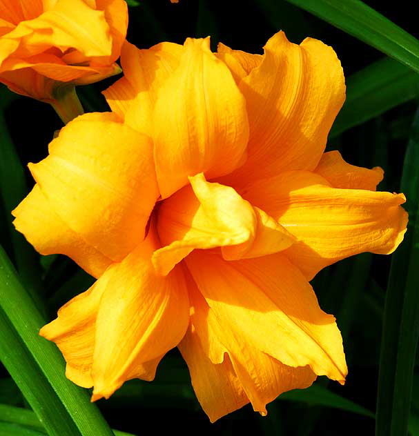 Yellow Daylily