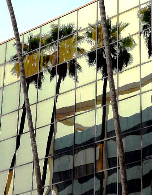 Glass and palm trees, Hollywood Boulevard