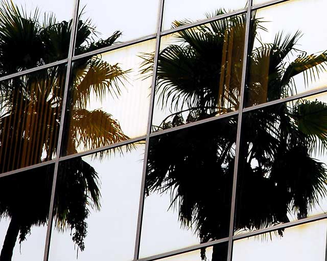 Glass and palm trees, Hollywood Boulevard