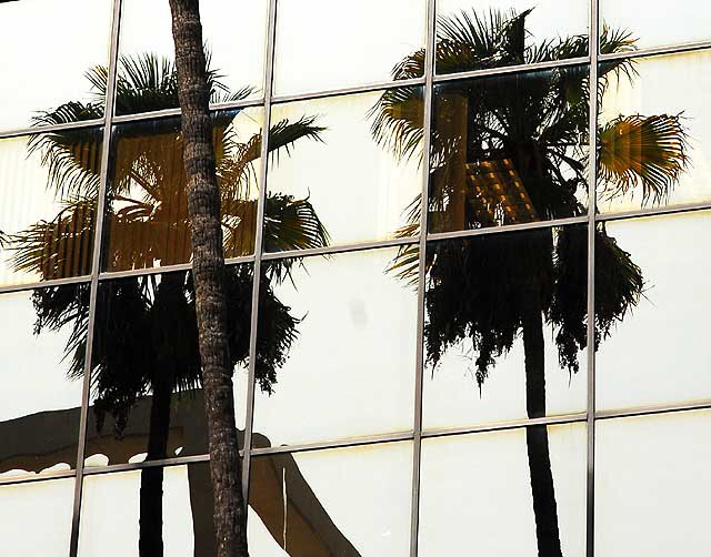 Glass and palm trees, Hollywood Boulevard