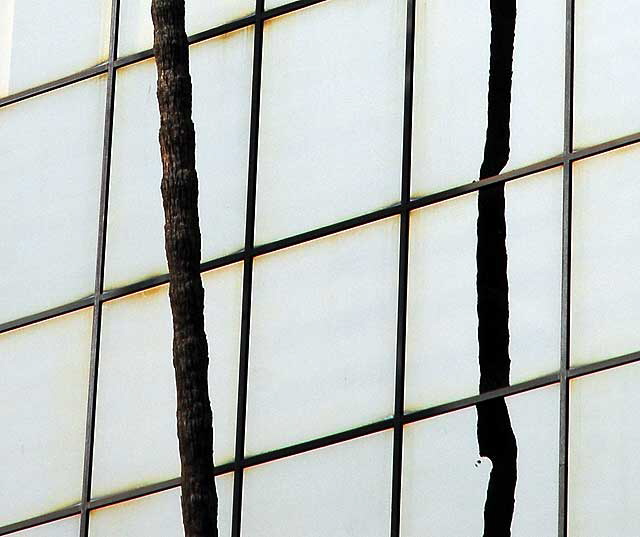 Glass and palm tree trunk, Hollywood Boulevard