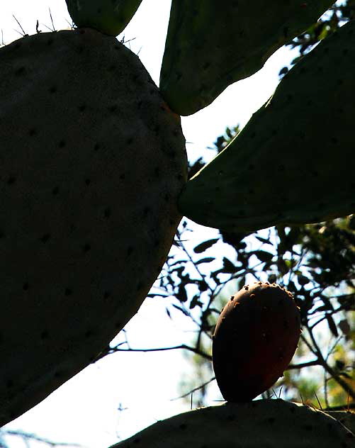 Cactus at Franklin Canyon Park, off Coldwater Canyon, Beverly Hills