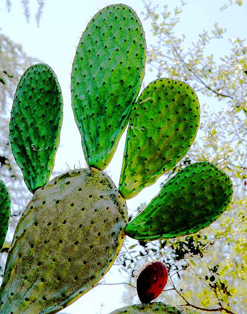Cactus at Franklin Canyon Park, off Coldwater Canyon, Beverly Hills