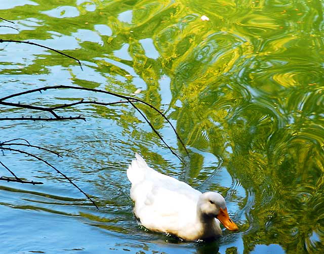 Duck at Heavenly Pond, Franklin Canyon Park, off Coldwater Canyon, Beverly Hills