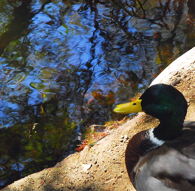 Duck at Heavenly Pond, Franklin Canyon Park, off Coldwater Canyon, Beverly Hills