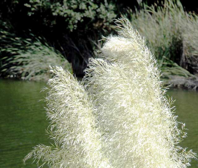 Pampas Grass at Heavenly Pond, Franklin Canyon Park, off Coldwater Canyon, Beverly Hills