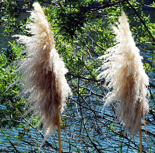 Pampas Grass at Heavenly Pond, Franklin Canyon Park, off Coldwater Canyon, Beverly Hills