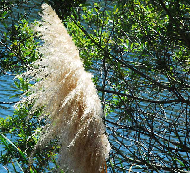 Pampas Grass at Heavenly Pond, Franklin Canyon Park, off Coldwater Canyon, Beverly Hills