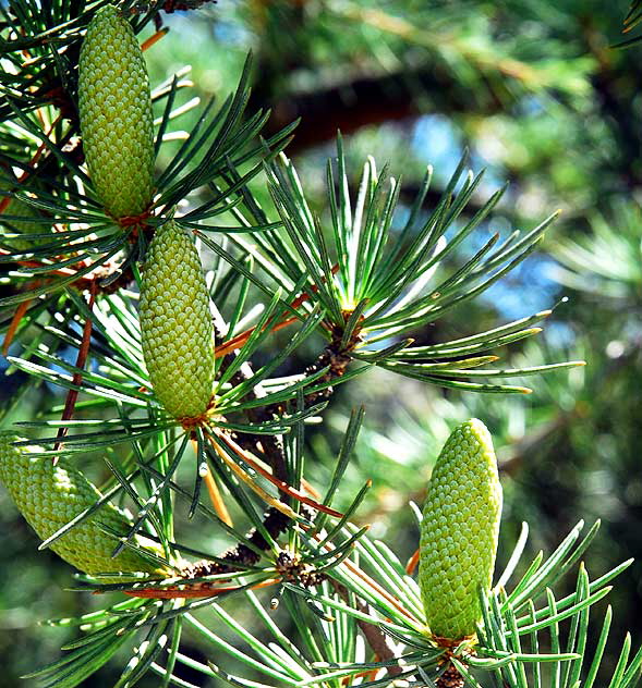 Pine at Heavenly Pond, Franklin Canyon Park, off Coldwater Canyon, Beverly Hills