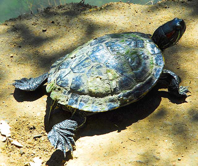 Turtle at Heavenly Pond, Franklin Canyon Park, off Coldwater Canyon, Beverly Hills