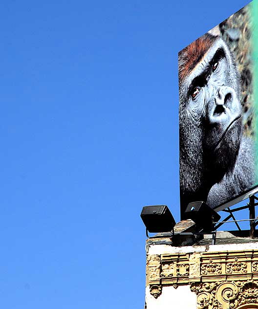 Billboard for the Los Angeles Zoo, Hollywood Boulevard