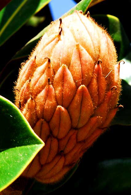 Magnolia Grandiflora