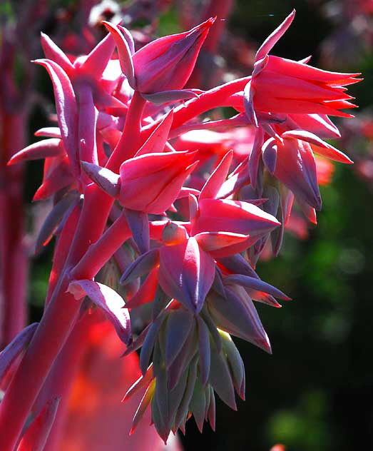 LA succulent in the gardens of Greystone Mansion, Beverly Hills