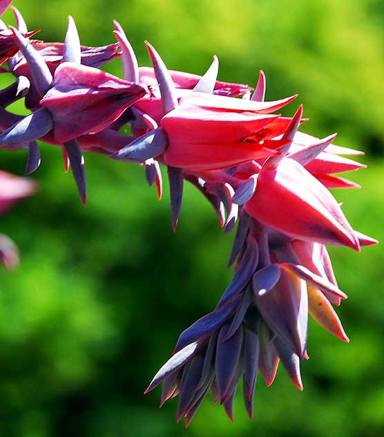 LA succulent in the gardens of Greystone Mansion, Beverly Hills