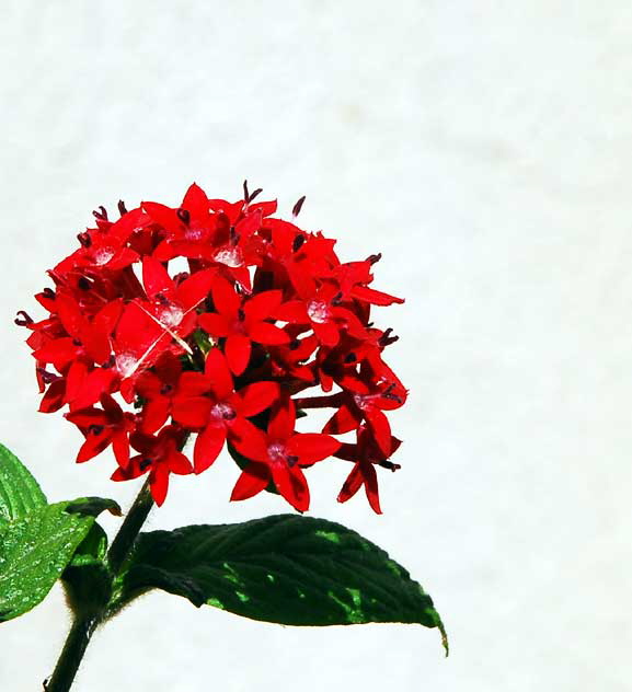 Red on White at the gardens of Greystone Mansion, Beverly Hills