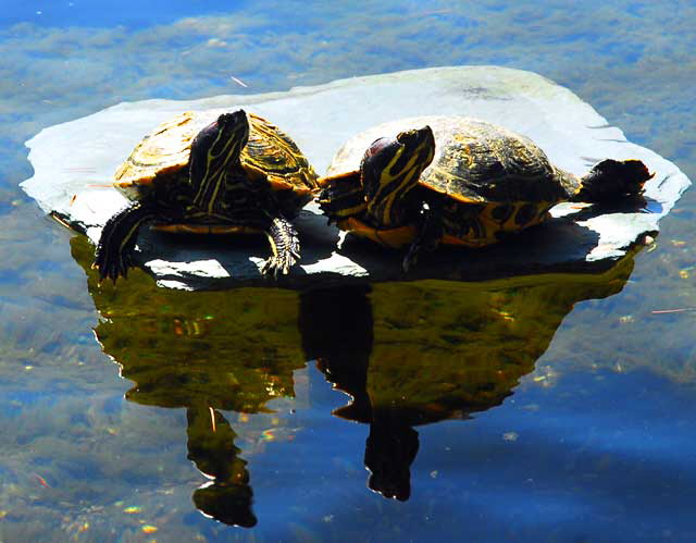 The gardens of Greystone Mansion, Beverly Hills - Turtles