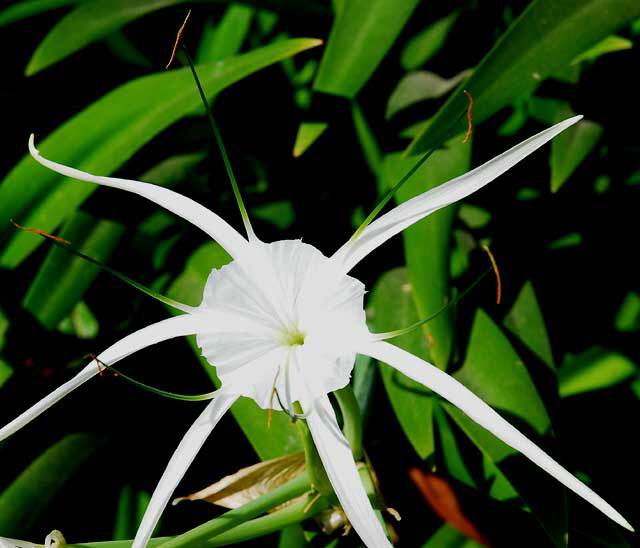 Spiked White