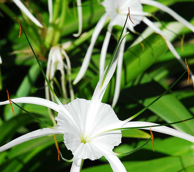 Spiked White