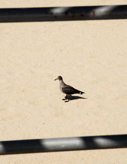 Gull on Sand