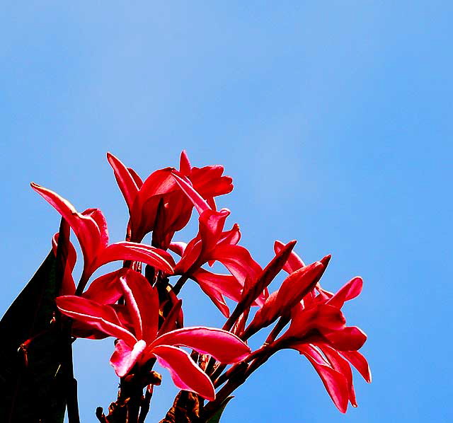 In bloom on a street corner in Beverly Hills - 9 October 2009, early afternoon