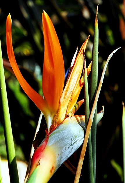 In bloom on a street corner in Beverly Hills - 9 October 2009, early afternoon