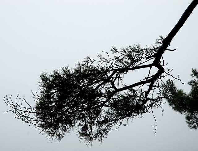 Tree Limb, Fog