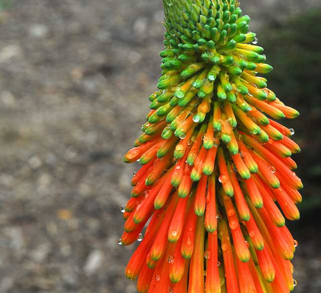 "Orange Rocket" - Barnsdall Art Park, Hollywood Boulevard