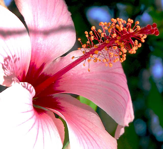 Common Hibiscus