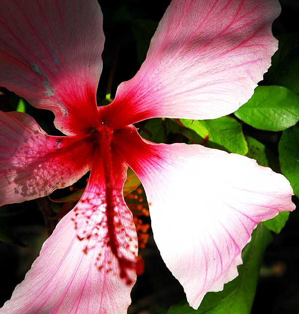 Common Hibiscus