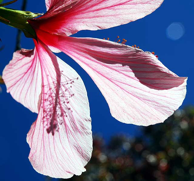 Common Hibiscus