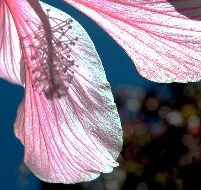 Common Hibiscus