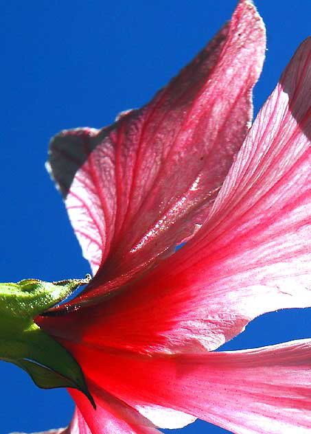 Common Hibiscus