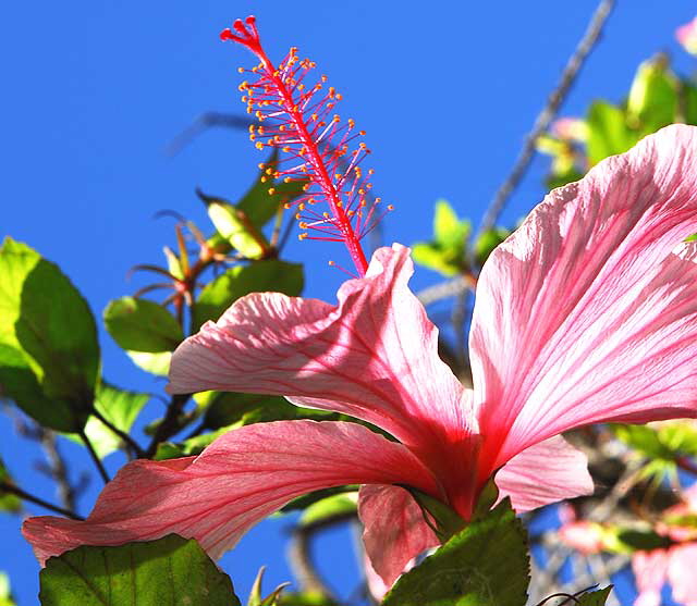 Common Hibiscus