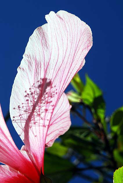 Common Hibiscus