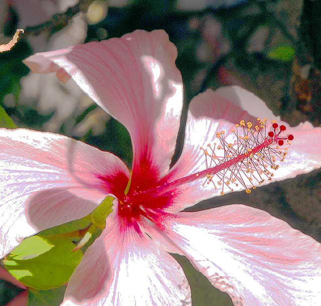 Common Hibiscus