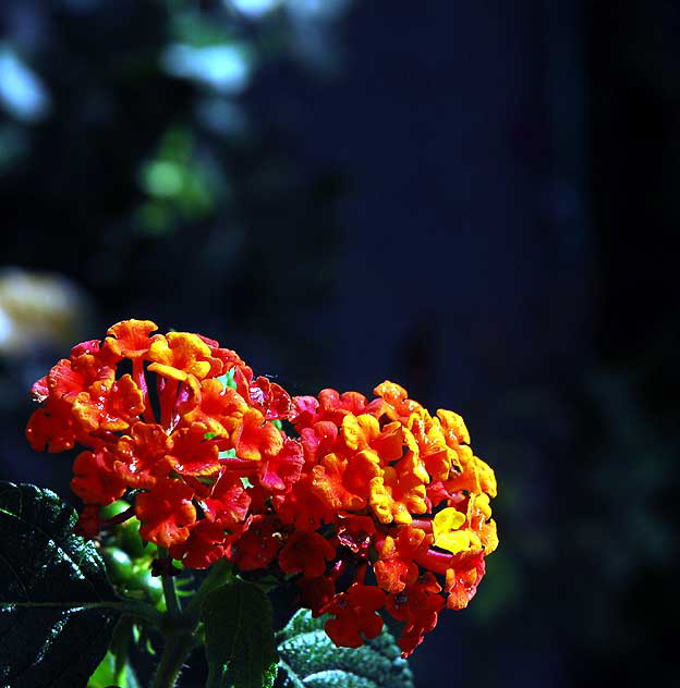 "Floral Popcorn"