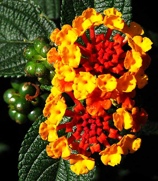 "Floral Popcorn"