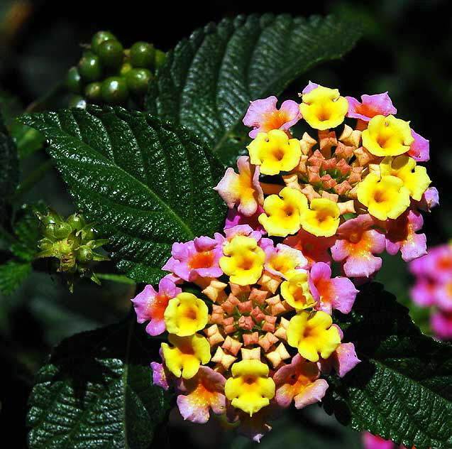 "Floral Popcorn"